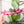 Load image into Gallery viewer, Ears Zipper Accent Template - Magenta - 3 Sizes Available