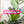 Load image into Gallery viewer, Soft Corners Zipper Accent Template - Magenta - 3 Sizes Available