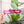 Load image into Gallery viewer, Star Zipper Accent Template - Magenta - 3 Sizes Available