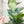 Load image into Gallery viewer, A Little Chonky - Two Tone - Set of 4 - Light Green - Acrylic Template