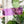 Load image into Gallery viewer, A Little Chonky - Two Tone - Set of 4 - Purple - Acrylic Template