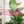 Load image into Gallery viewer, A Little Chonky - Two Tone - Set of 4 - Pink - Acrylic Template