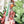 Load image into Gallery viewer, SPICY Bookmark With Tassel - Soda - Acrylic Template - Tassel Color May Vary