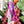 Load image into Gallery viewer, SPICY Bookmark With Tassel - Purple - Acrylic Template - Tassel Color May Vary