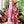 Load image into Gallery viewer, SPICY Bookmark With Tassel - Pink - Acrylic Template - Tassel Color May Vary