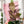 Load image into Gallery viewer, A Little Chonky - Single Panel Add On - Pink - Acrylic Template