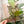 Load image into Gallery viewer, A Little Chonky - Single Panel Add On - Rose Gold - Acrylic Template