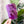 Load image into Gallery viewer, SQUARED Fancy Straps - Size 1.5" - Purple - Set of 3 - Acrylic Template