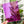 Load image into Gallery viewer, A Little Chonky - Single Panel Add On - Purple - Acrylic Template