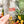 Load image into Gallery viewer, Removable Layered Handmade Strapzeez™ - Clear - Crinkled Pumpkin Foil