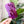 Load image into Gallery viewer, Squared Fancy Straps - Size 1.5" Webbing To 1" Hook - Purple - Set of 3 - Acrylic Template