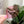 Load image into Gallery viewer, Inner Seam Tool - All In One - 1/4", 3/8", 1/2" - Pink - Acrylic Template