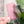 Load image into Gallery viewer, SQUARED Fancy Straps - Size 1" - PINK - Set of 3 - Acrylic Template