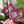 Load image into Gallery viewer, Magenta ID Pocket - Acrylic Template