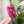 Load image into Gallery viewer, SQUARED Fancy Straps - Size 1" - Magenta - Set of 3 - Acrylic Template