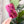Load image into Gallery viewer, Squared Fancy Straps - Size 1.5" Webbing To 1" Hook - Magenta - Set of 3 - Acrylic Template