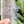 Load image into Gallery viewer, Removable Bubble Star Strapzeez™ - Pink Teal White Dots