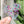 Load image into Gallery viewer, Removable Mouse Head Strapzeez™ - Pink Teal White Dots
