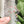 Load image into Gallery viewer, Removable Flower Strapzeez™ - Rose Gold Sprites