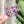 Load image into Gallery viewer, Removable Rectangle Strapzeez™ - Purple Foil Heart