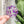 Load image into Gallery viewer, Removable Circle Strapzeez™ - Purple Foil Heart