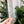 Load image into Gallery viewer, Rounded Fancy Straps - Size 1.5" - Soda - Set of 3 - Acrylic Template