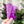 Load image into Gallery viewer, Rounded Fancy Straps - Size 1.5" - Purple - Set of 3 - Acrylic Template