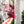 Load image into Gallery viewer, Rounded Fancy Straps - Size 1.5" - Pink - Set of 3 - Acrylic Template