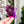 Load image into Gallery viewer, Rounded Fancy Straps - Size 1" - Purple - Set of 3 - Acrylic Template