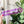 Load image into Gallery viewer, Bubble Zipper Accent Template - Purple - 3 Sizes Available