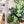 Load image into Gallery viewer, Rounded Zipper Accent Template - Soda - 3 Sizes Available