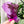 Load image into Gallery viewer, Rounded Fancy Straps - Size 1.5" Webbing To 1" Hook - Purple - Set of 3 - Acrylic Template