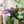 Load image into Gallery viewer, Hard Corners Zipper Accent Template - Purple - 3 Sizes Available