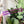 Load image into Gallery viewer, Star Zipper Accent Template - Purple - 3 Sizes Available