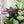 Load image into Gallery viewer, Soft Corners Zipper Accent Template - Purple - 3 Sizes Available