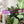 Load image into Gallery viewer, Square Zipper Accent Template - Purple - 3 Sizes Available