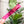Load image into Gallery viewer, Magenta OklaRuler : 1" x 6" Clear Ruler