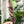 Load image into Gallery viewer, Pink OklaRuler : 160mm Clear Ruler