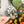 Load image into Gallery viewer, Removable Ghosty Strapzeez™ - Holographic Spiders