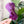 Load image into Gallery viewer, ROUNDED Fancy Straps - Size 1.5" Webbing To 1/2" Hook - PURPLE - Set of 3 - Acrylic Template
