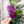 Load image into Gallery viewer, SQUARED Fancy Straps - Size 1.5" Webbing To 1/2" Hook - PURPLE - Set of 3 - Acrylic Template