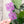 Load image into Gallery viewer, Open Center SQUARED Fancy Straps - Size 1.5" Webbing To 1/2" Hook - LIMITED COLOR - Purple Foil Flake - Set of 3 - Acrylic Template