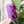 Load image into Gallery viewer, SQUARED Fancy Straps - Size 1" Webbing to 1/2" Hook - PURPLE - Set of 3 - Acrylic Template