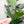 Load image into Gallery viewer, ROUNDED Fancy Straps - Size 1" Webbing to 1/2" Hook - SODA - Set of 3 - Acrylic Template