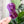 Load image into Gallery viewer, ROUNDED Fancy Straps - Size 1" Webbing to 1/2" Hook - PURPLE - Set of 3 - Acrylic Template