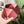 Load image into Gallery viewer, Large Jewel Craft Bowl - Lava