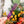 Load image into Gallery viewer, Purple OklaRuler : 1" x 6" Clear Ruler