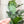 Load image into Gallery viewer, SQUARED Fancy Straps - Size 1" Webbing to 1/2" Hook - LIGHT GREEN - Set of 3 - Acrylic Template
