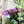 Load image into Gallery viewer, Lips Zipper Accent Template - Purple - 3 Sizes Available