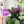 Load image into Gallery viewer, Bow Zipper Accent Template - Purple - 3 Sizes Available